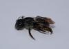 Osmia brevicornis